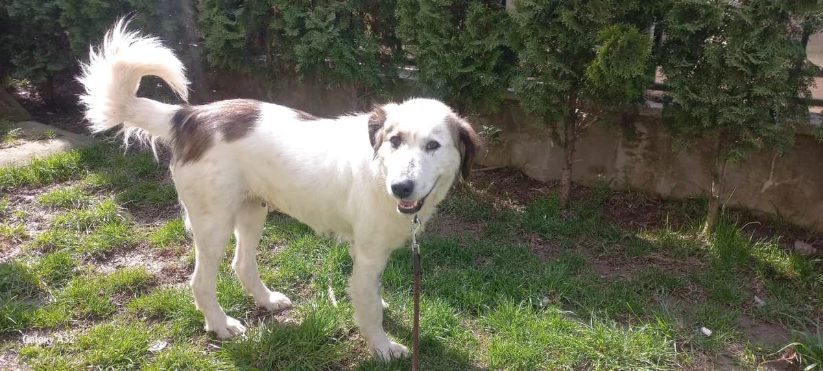 Madita, female 3yo Mixed Breed for adoption at Ein Herz für Streuner e.V., München