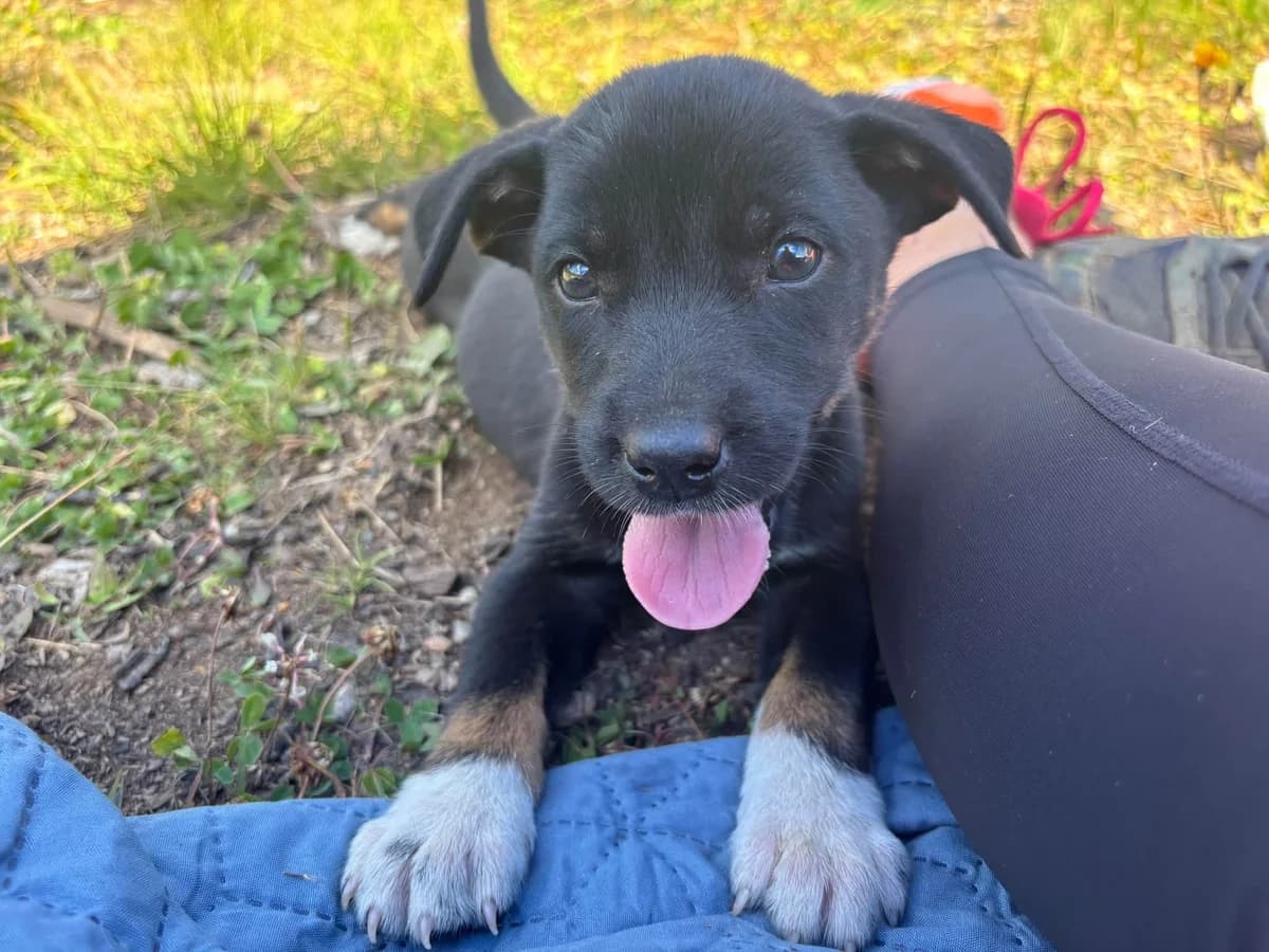 Mady, weiß female puppy Mixed Breed for adoption at Ein Herz für Streuner e.V., München