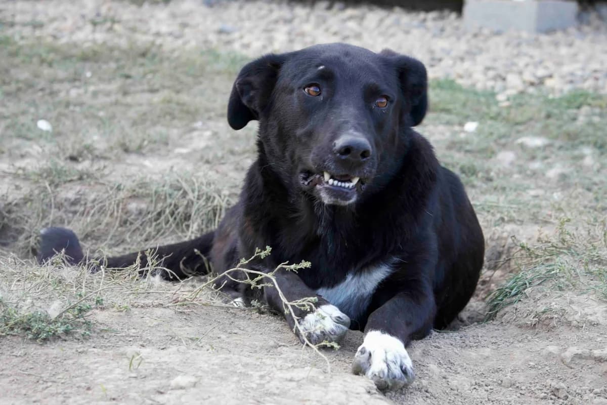 Mae, weiß female 3yo Mixed Breed for adoption at Ein Herz für Streuner e.V., München