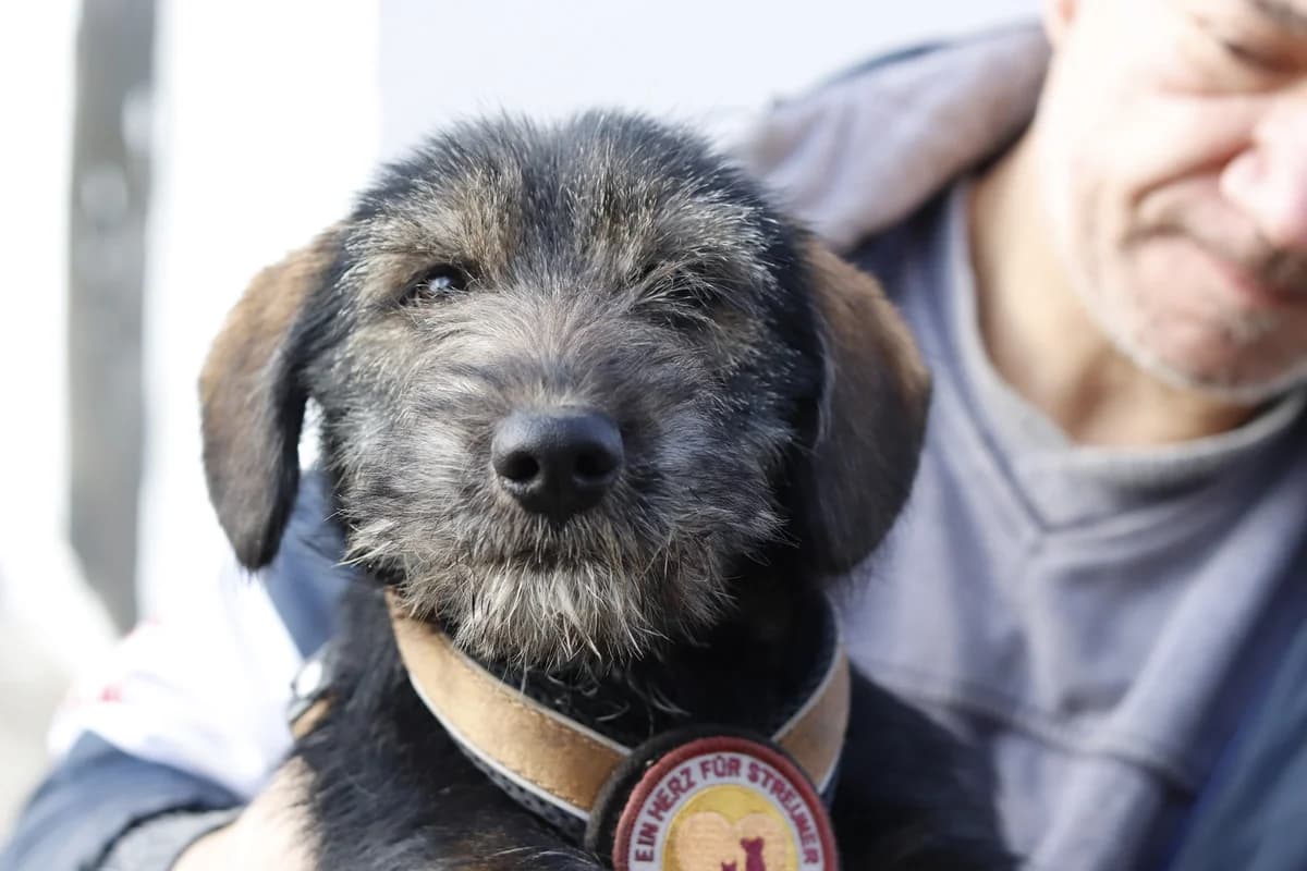 Mae, female puppy Mixed Breed for adoption at Ein Herz für Streuner e.V., München