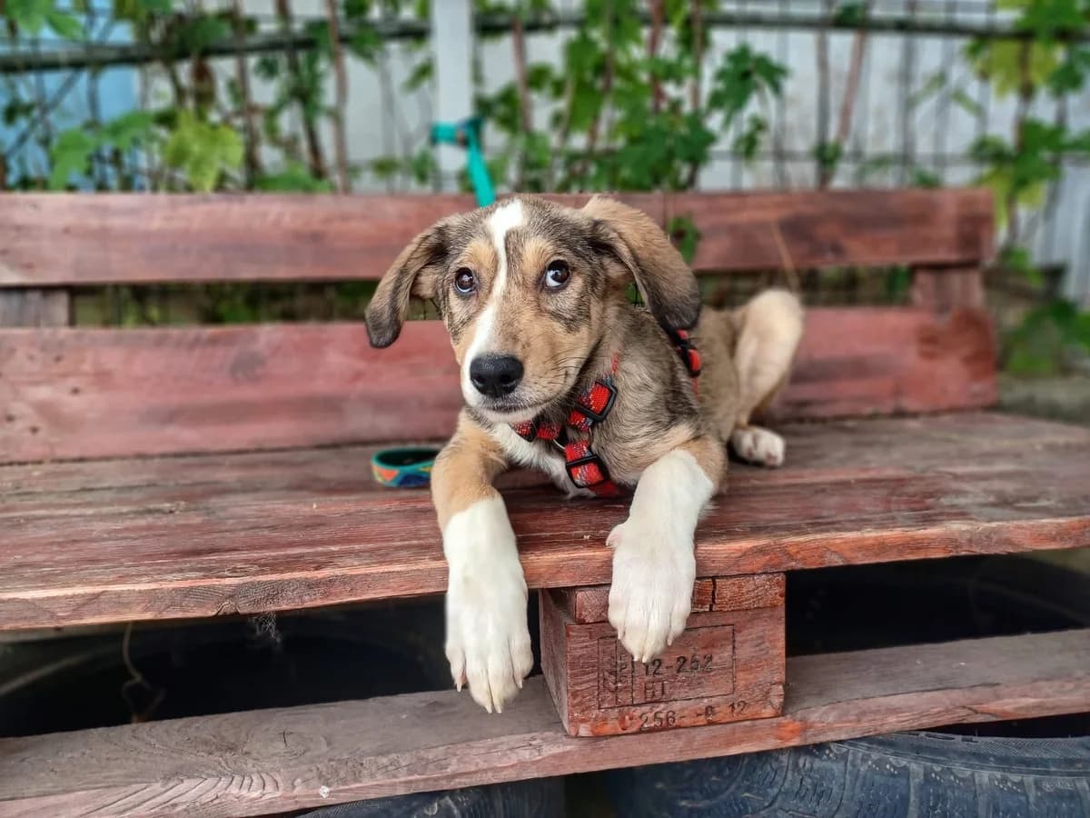 MÄUschen, female puppy Mixed Breed for adoption at Ein Herz für Streuner e.V., München