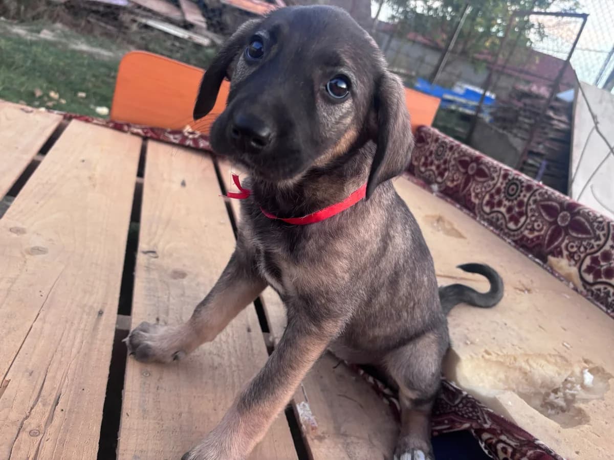 Maeve, female puppy Mixed Breed for adoption at Ein Herz für Streuner e.V., München