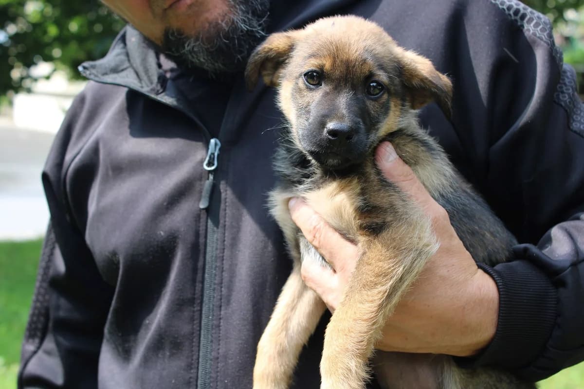 MÄX, male puppy Mixed Breed for adoption at Ein Herz für Streuner e.V., München