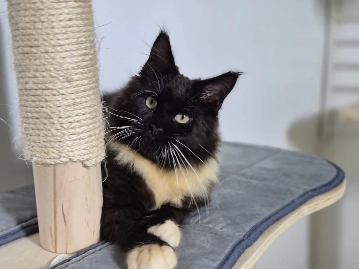 MÄXchen, male Mixed Breed for adoption at Ein Herz für Streuner e.V.