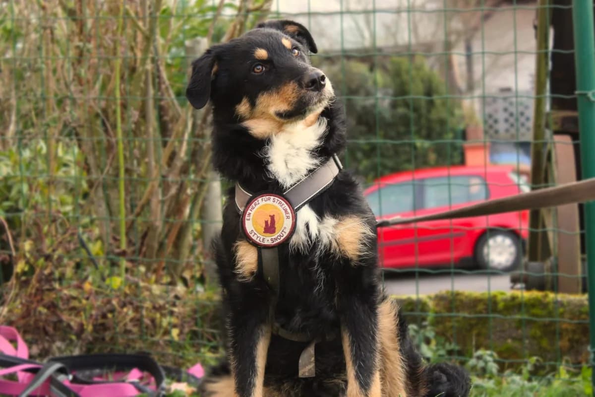 MÄXchen, male puppy Mixed Breed for adoption at Ein Herz für Streuner e.V., München
