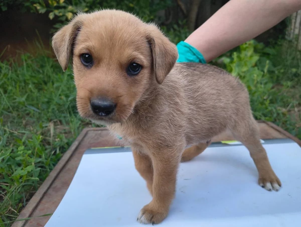 MÄXchen, male puppy Mixed Breed for adoption at Ein Herz für Streuner e.V., München