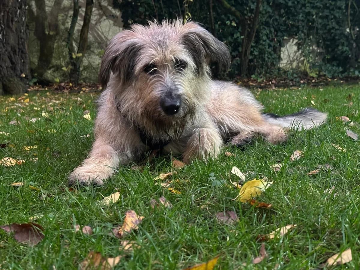 Maggi, female young Mixed Breed for adoption at Ein Herz für Streuner e.V., München