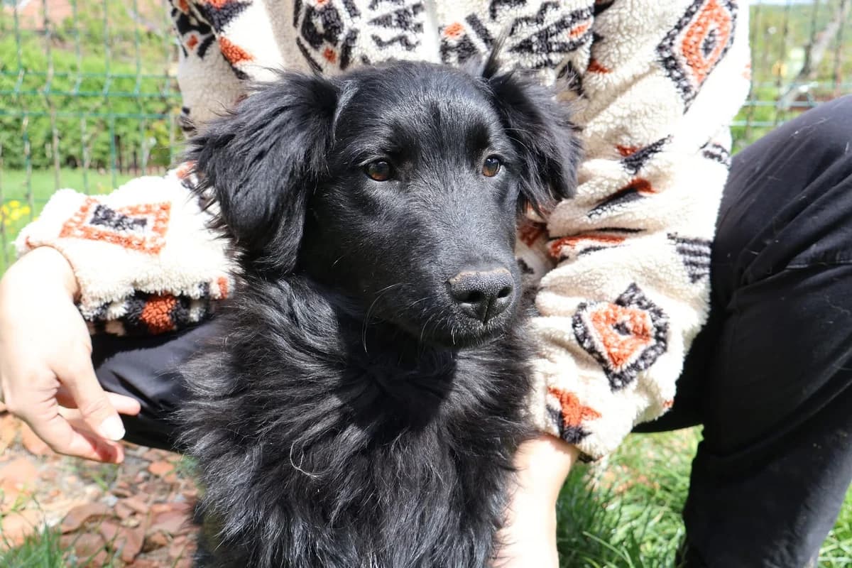 Maggi, female puppy Mixed Breed for adoption at Ein Herz für Streuner e.V., München