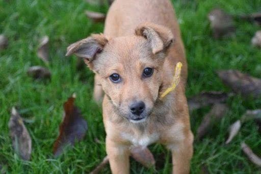 Maggie, puppy Mixed Breed for adoption at Ein Herz für Streuner e.V., München