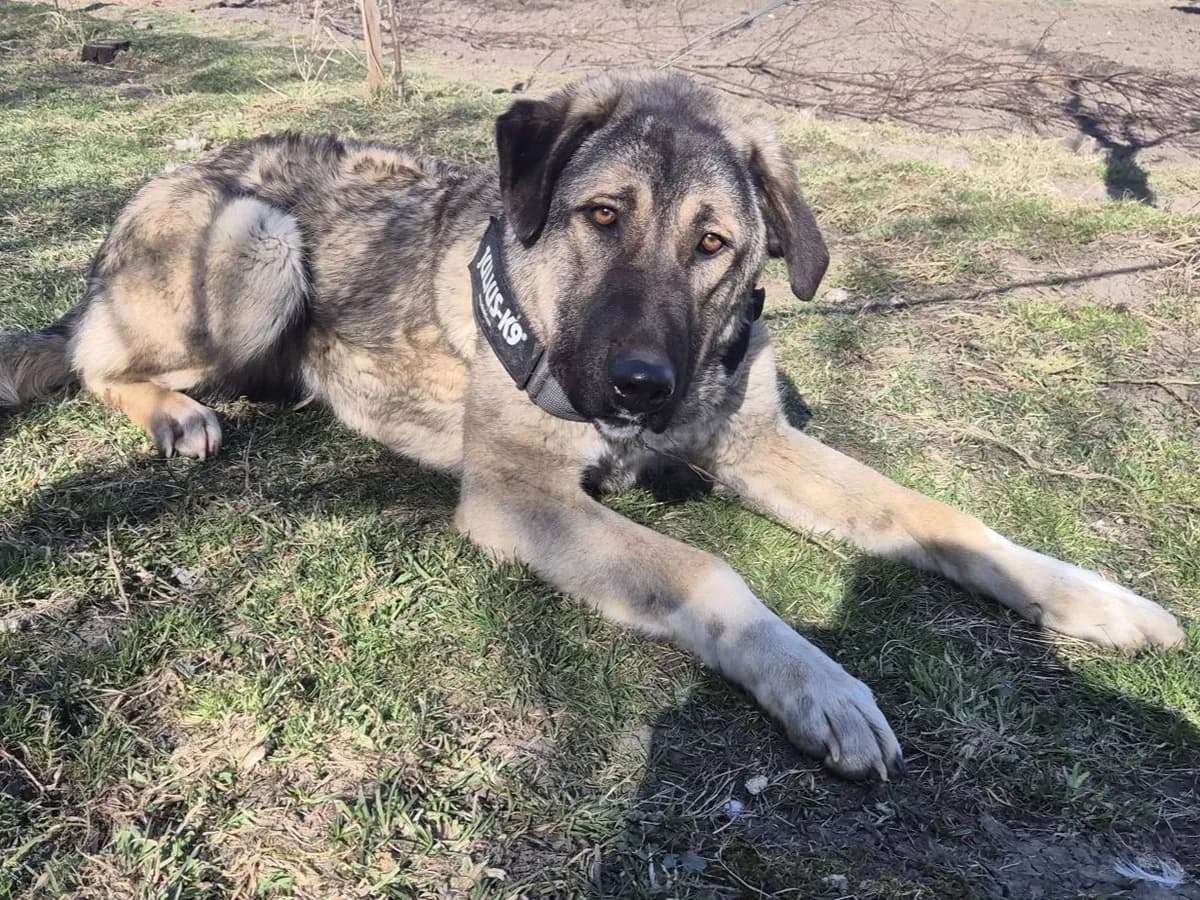 Maggie, female Mixed Breed for adoption at Ein Herz für Streuner e.V.