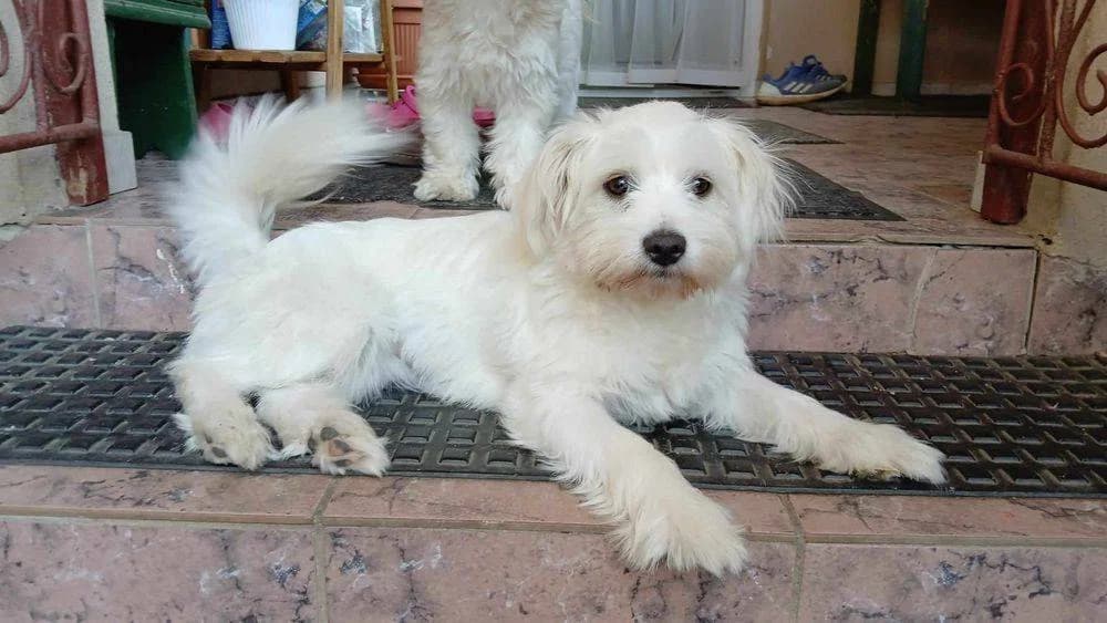 Maggie-Lou, Mixed Breed for adoption at Ein Herz für Streuner e.V., München