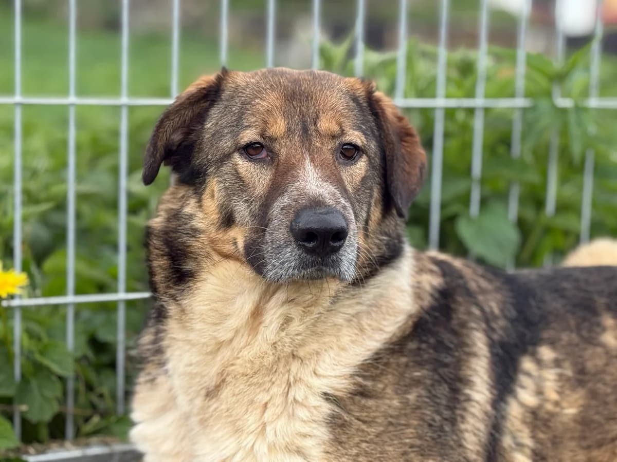Maggy, female 3yo Mixed Breed for adoption at Ein Herz für Streuner e.V., München