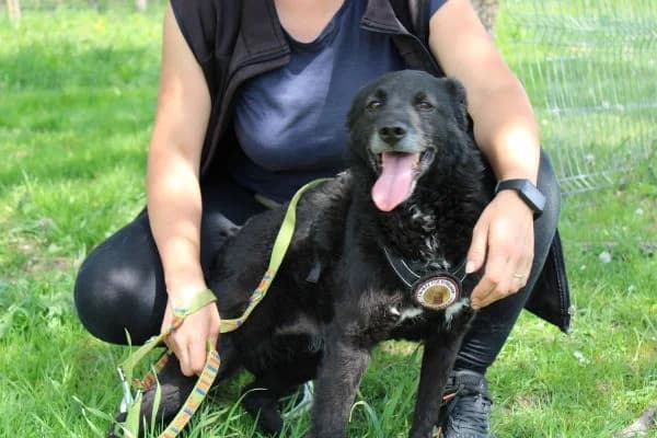 Magic, young Mixed Breed for adoption at Ein Herz für Streuner e.V., München