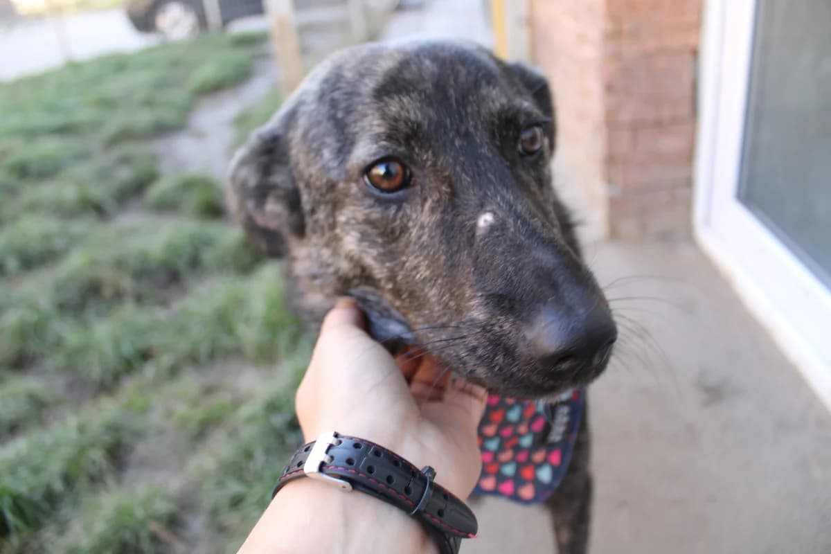 Magnolia, female young Mixed Breed for adoption at Ein Herz für Streuner e.V., München