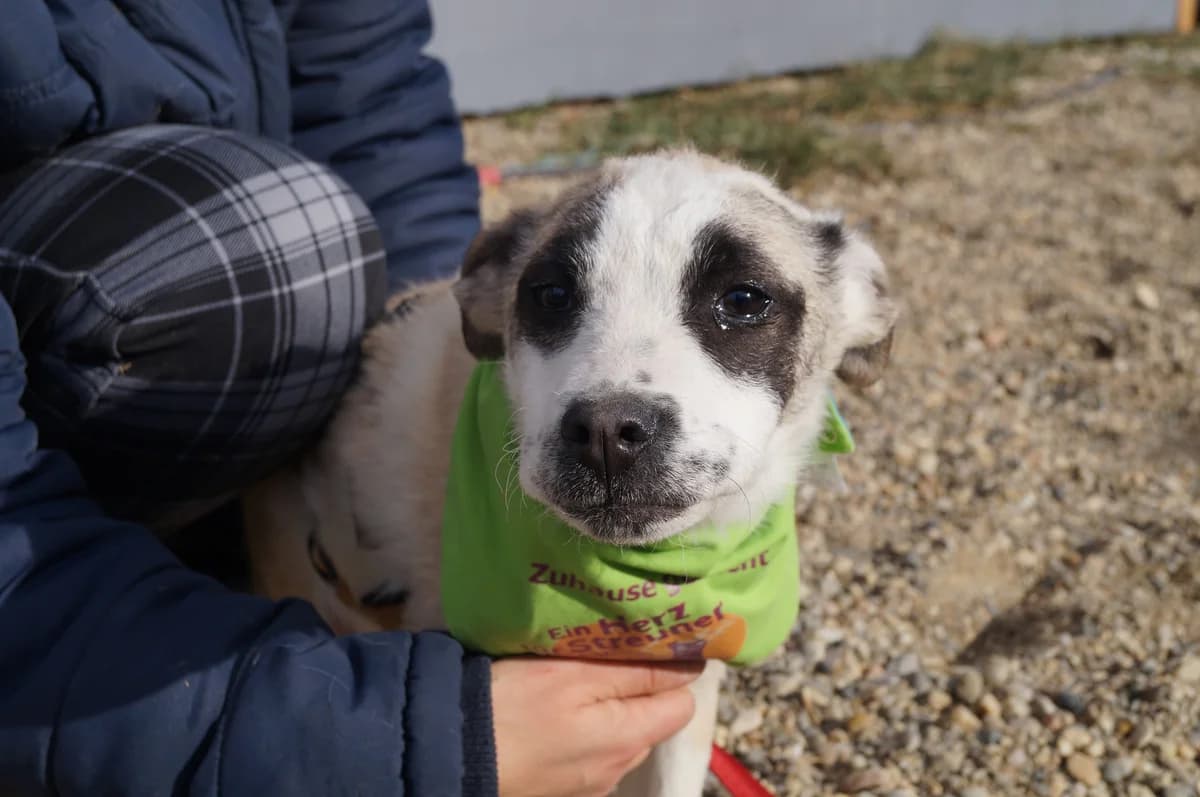Magos, male puppy Mixed Breed for adoption at Ein Herz für Streuner e.V., München