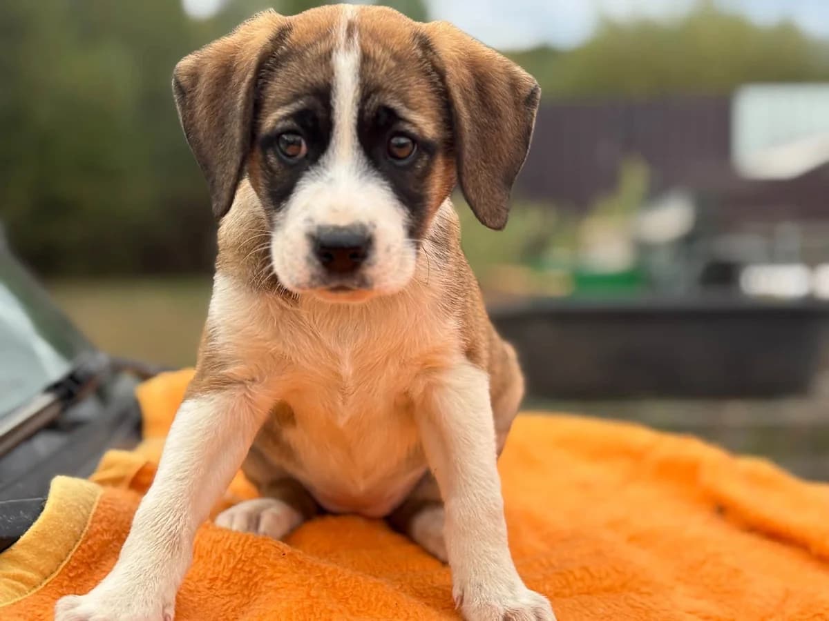 Maguna, female puppy Mixed Breed for adoption at Ein Herz für Streuner e.V., München