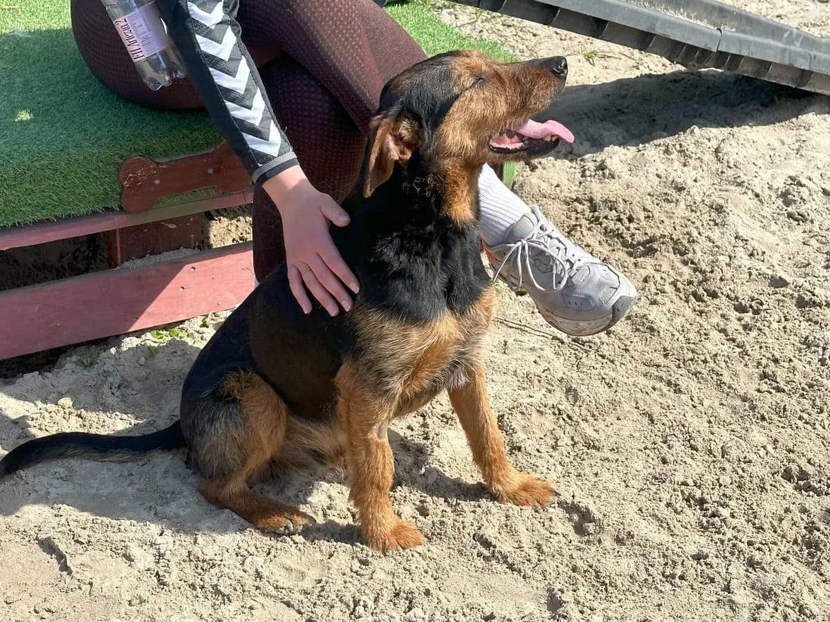 Mahagoni, male 5yo Mixed Breed for adoption at Ein Herz für Streuner e.V., München