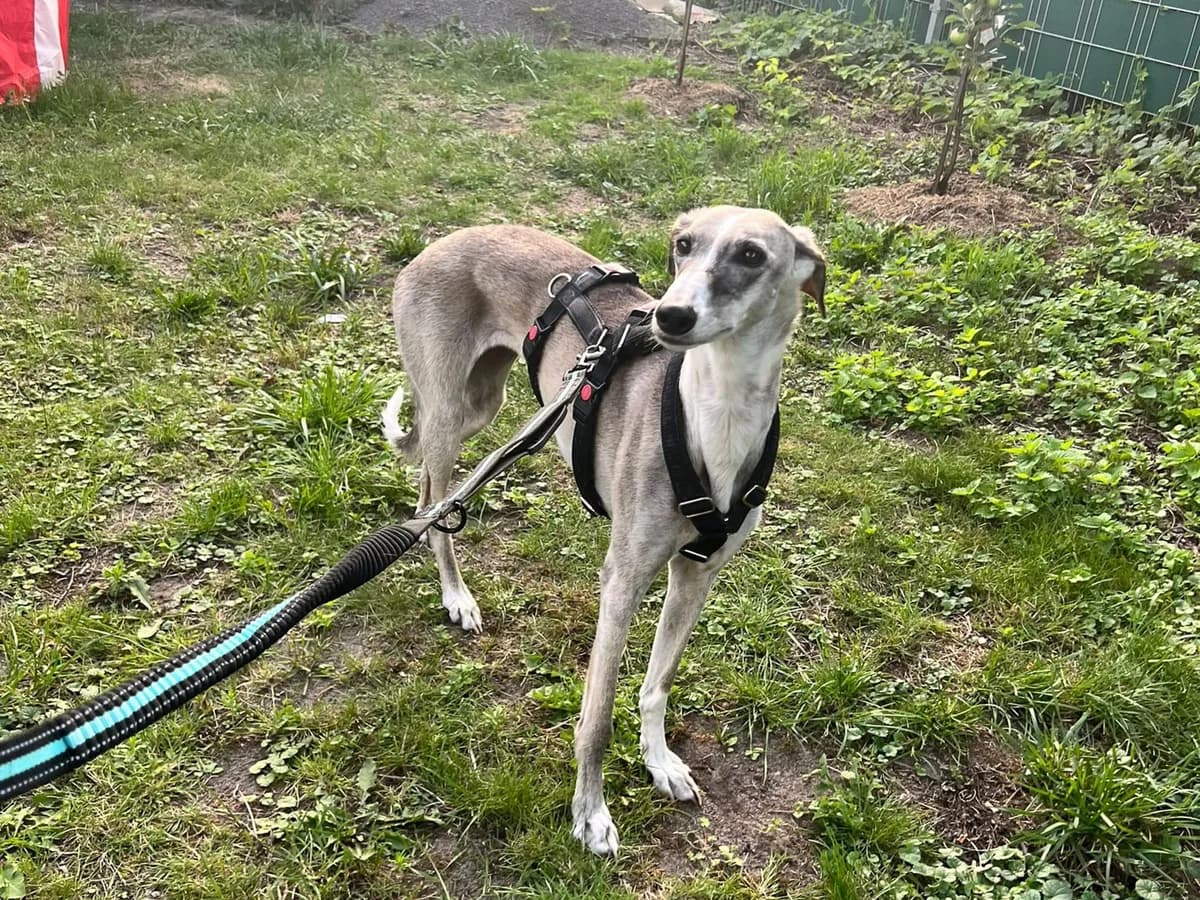 MAHALO, jetzt Nala, female 5yo Mixed Breed for adoption at Ein Herz für Streuner e.V., München