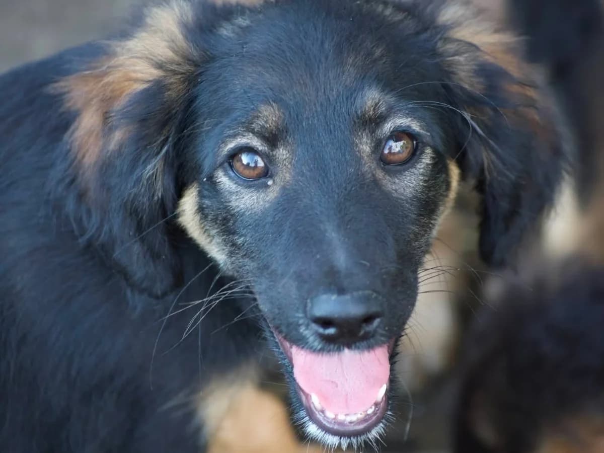 Mahina, weiß puppy Mixed Breed for adoption at Ein Herz für Streuner e.V., München