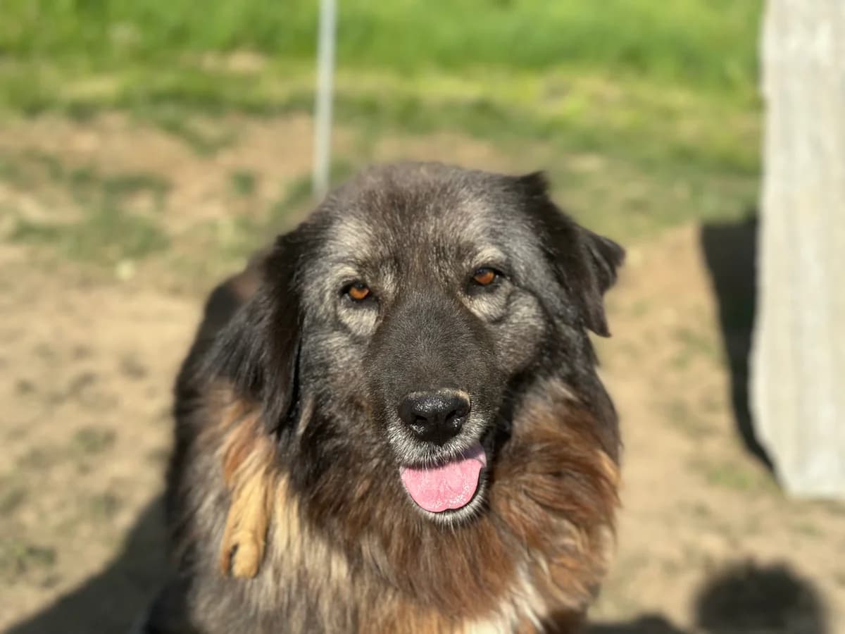 Mahkari, female 5yo Mixed Breed for adoption at Ein Herz für Streuner e.V., München