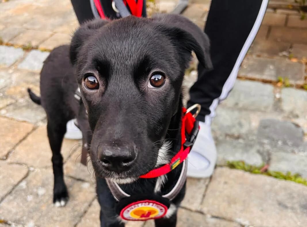 Maia, female puppy Mixed Breed for adoption at Ein Herz für Streuner e.V., München