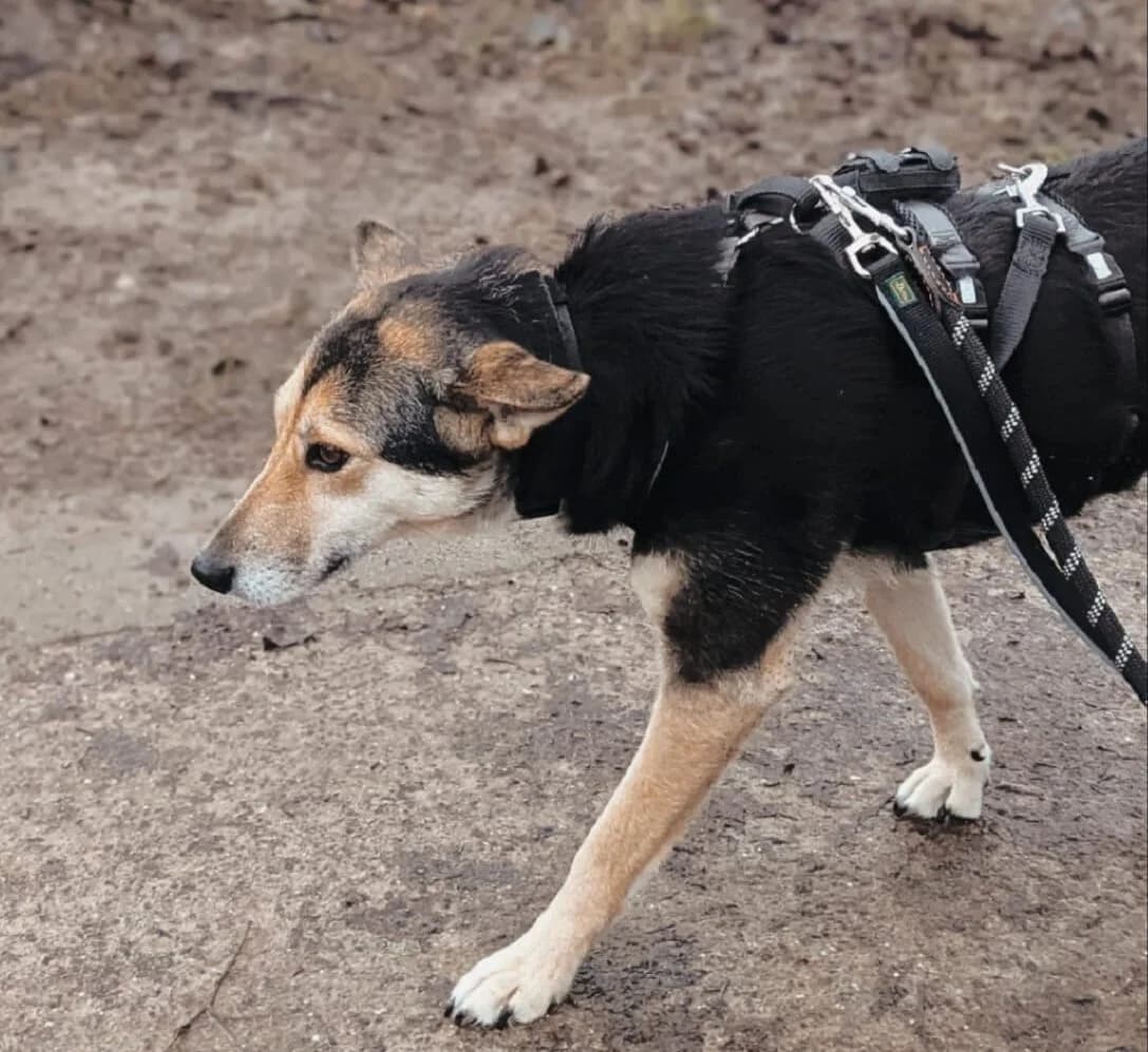 Maila, female 3yo Mixed Breed for adoption at Ein Herz für Streuner e.V., München