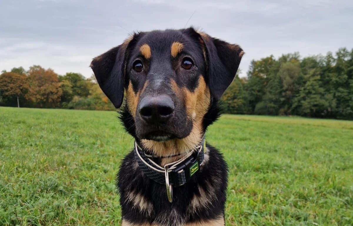 Maila, female puppy Mixed Breed for adoption at Ein Herz für Streuner e.V., München