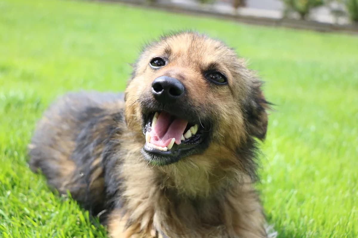 Mailo, male 5yo Mixed Breed for adoption at Ein Herz für Streuner e.V., München