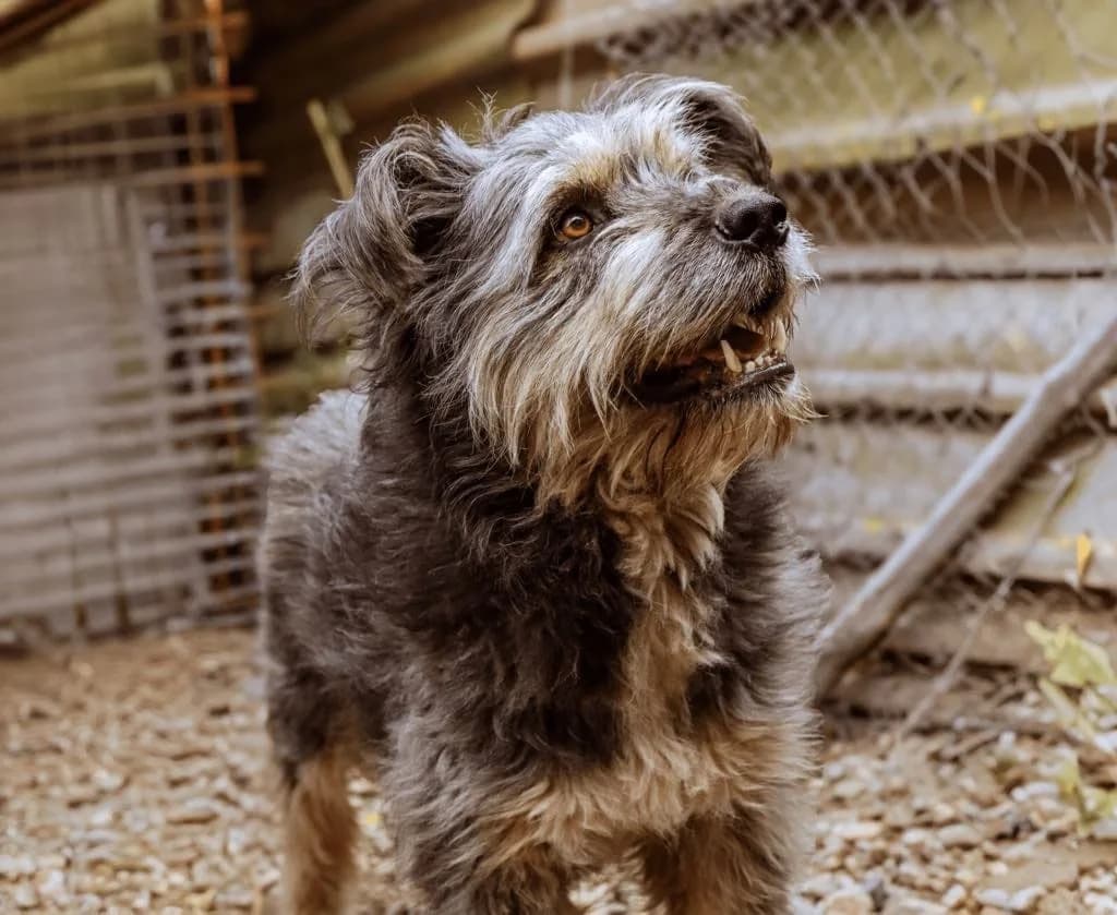 Mailo, male 4yo Mixed Breed for adoption at Ein Herz für Streuner e.V., München