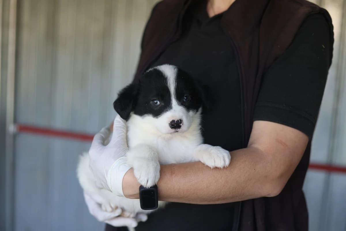 Mailo, weiß male puppy Mixed Breed for adoption at Ein Herz für Streuner e.V., München