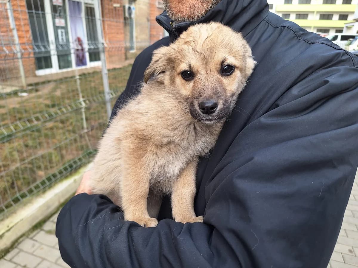 Mailow, male puppy Mixed Breed for adoption at Ein Herz für Streuner e.V., München