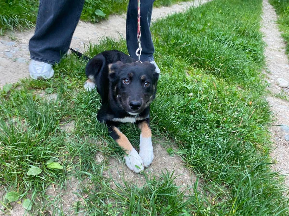 Maily, female puppy Mixed Breed for adoption at Ein Herz für Streuner e.V., München