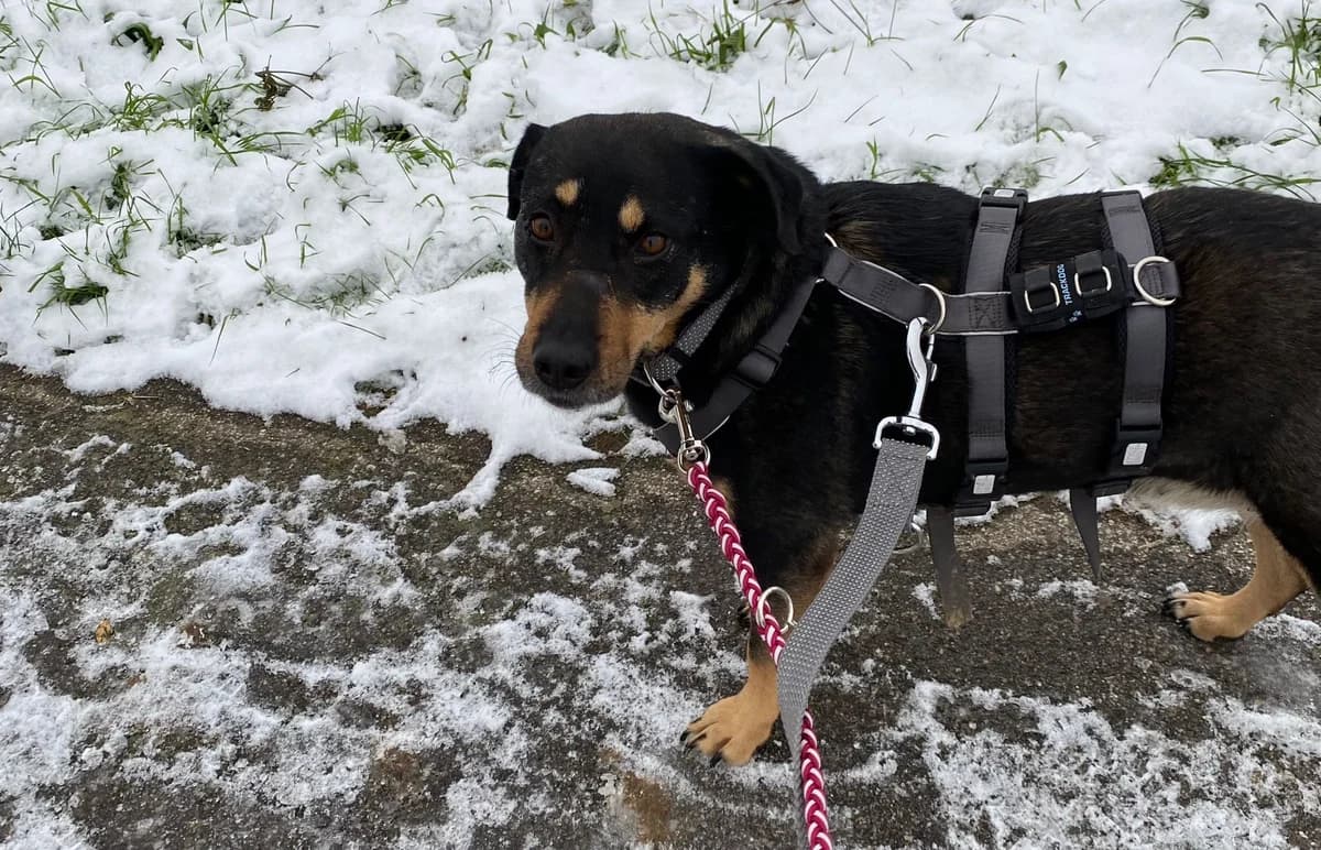 Maisha, female 5yo Mixed Breed for adoption at Ein Herz für Streuner e.V., München