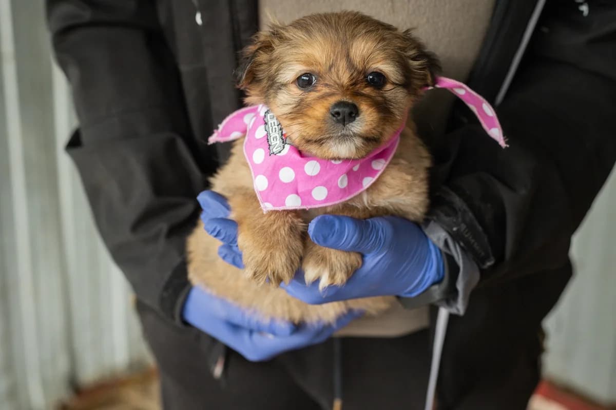 Maisie, female puppy Mixed Breed for adoption at Ein Herz für Streuner e.V., München