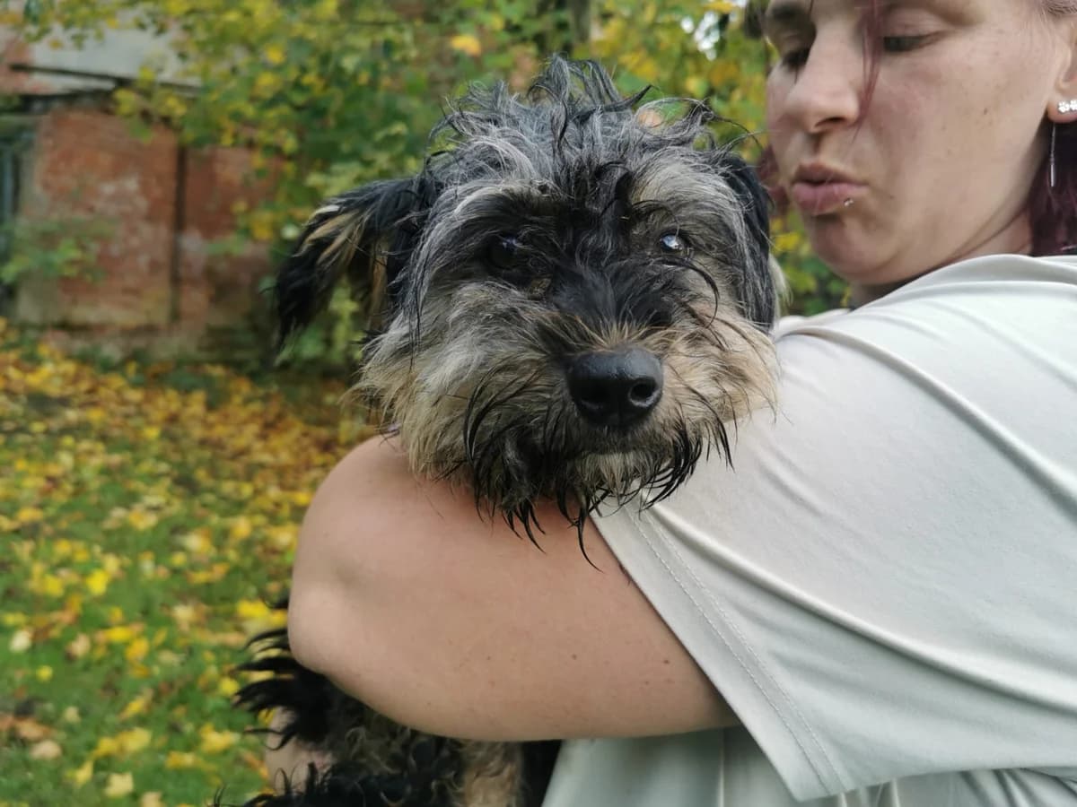 Maisy, female young Mixed Breed for adoption at Ein Herz für Streuner e.V., München