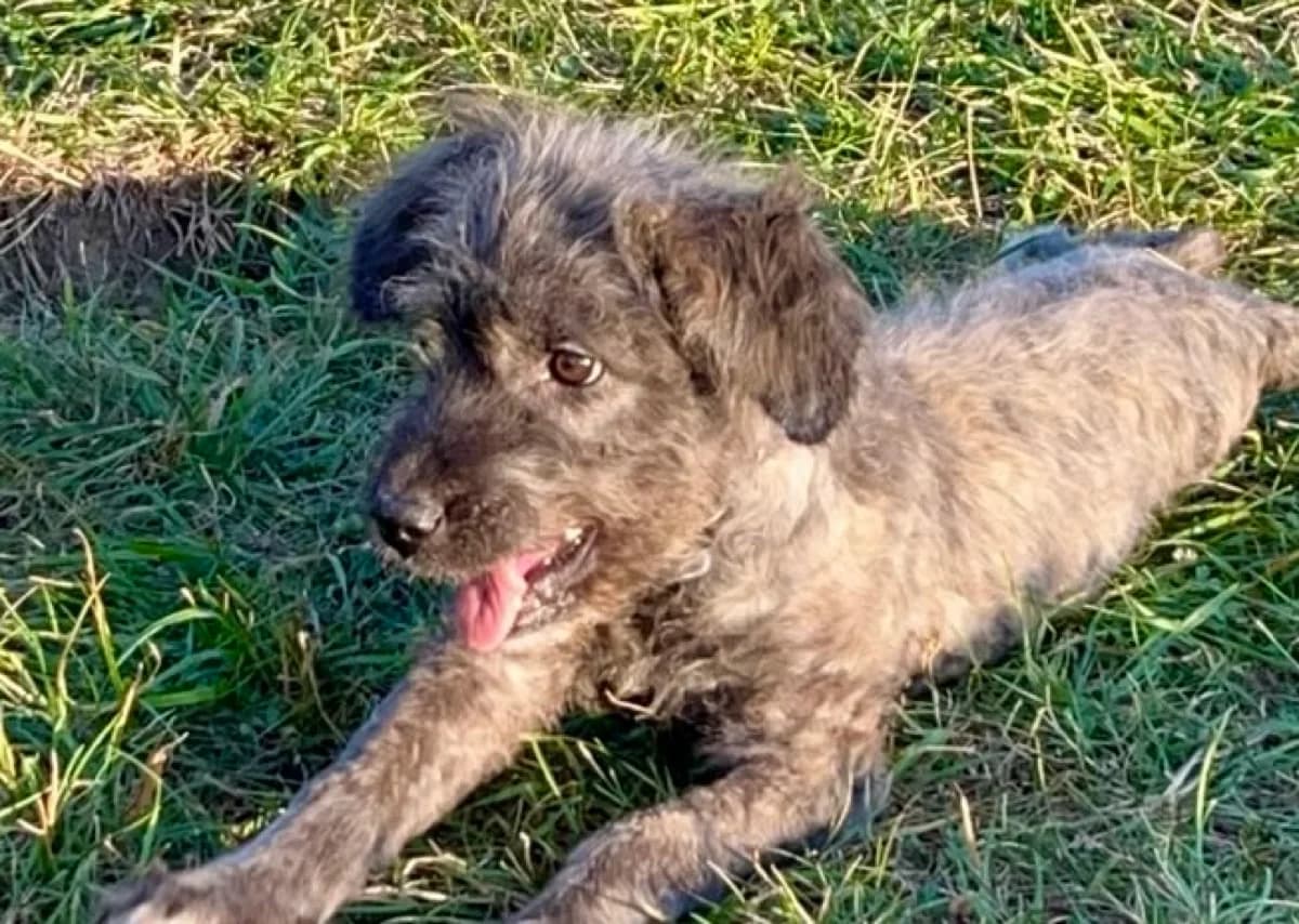 Maisy, grau female puppy Mixed Breed for adoption at Ein Herz für Streuner e.V., München