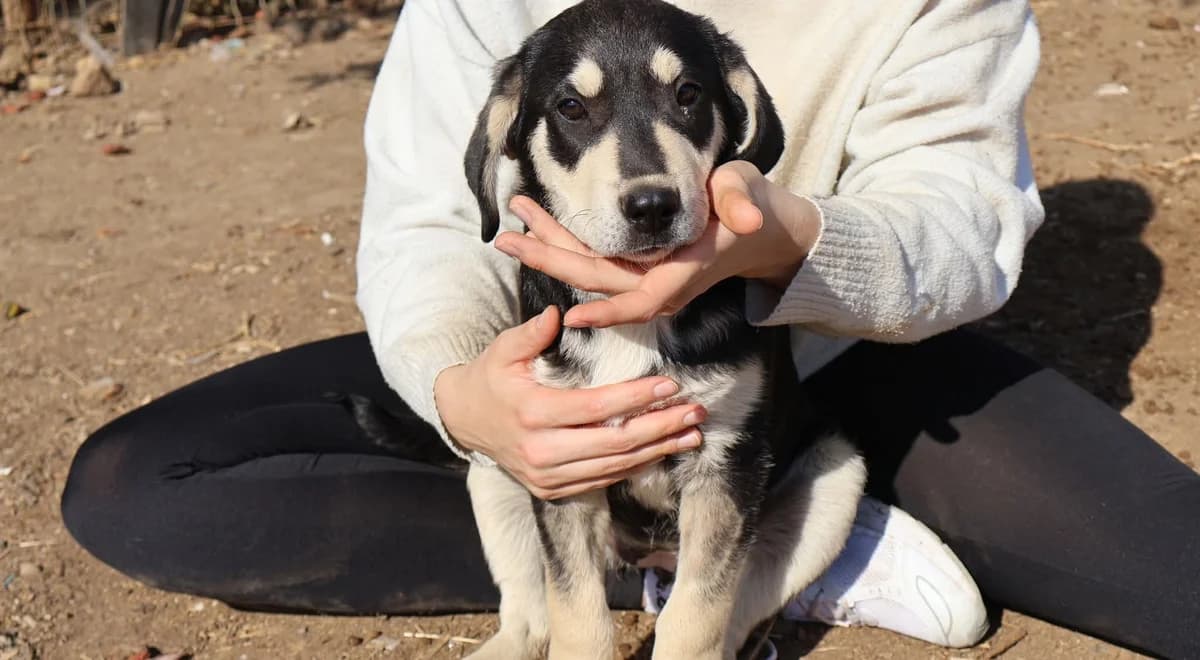 Maja, female puppy Mixed Breed for adoption at Ein Herz für Streuner e.V., München