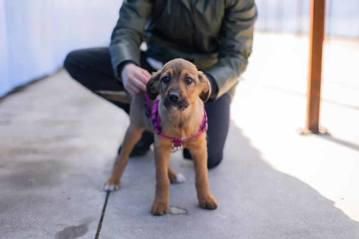 Maja, female puppy Mixed Breed for adoption at Ein Herz für Streuner e.V., München