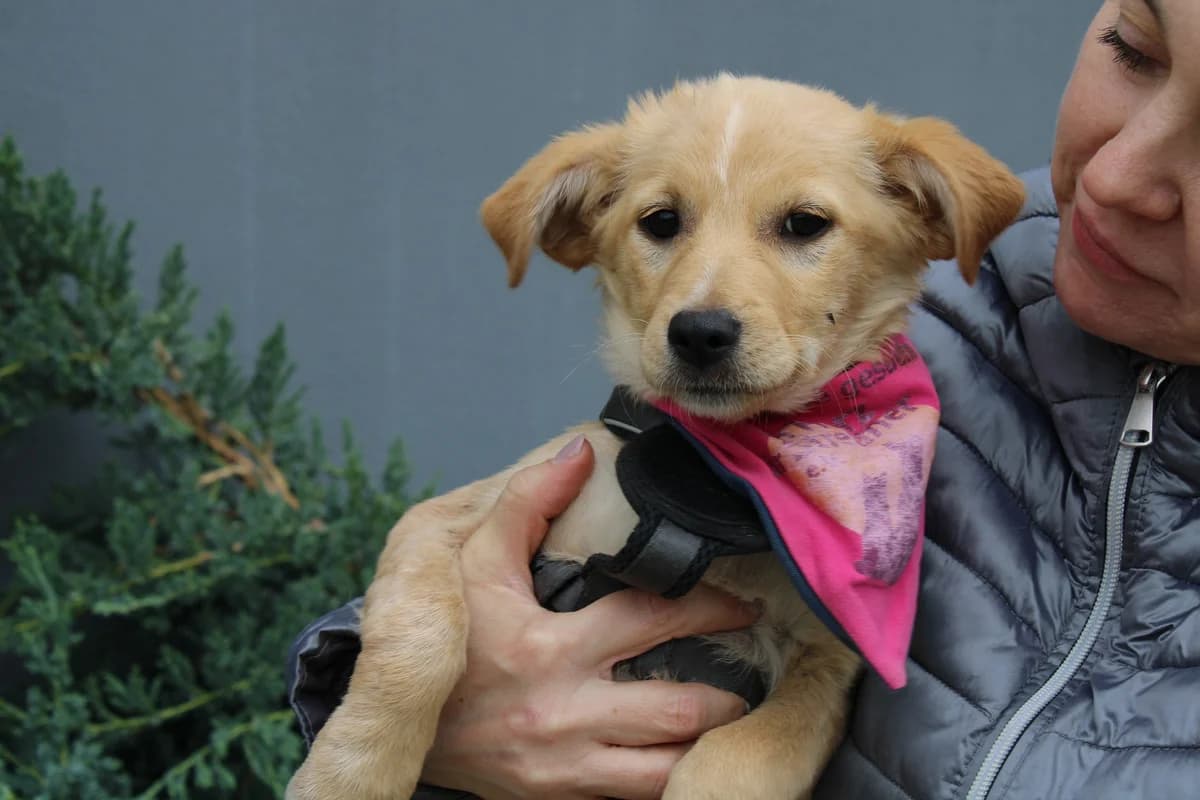 Maja, weiß female puppy Mixed Breed for adoption at Ein Herz für Streuner e.V., München