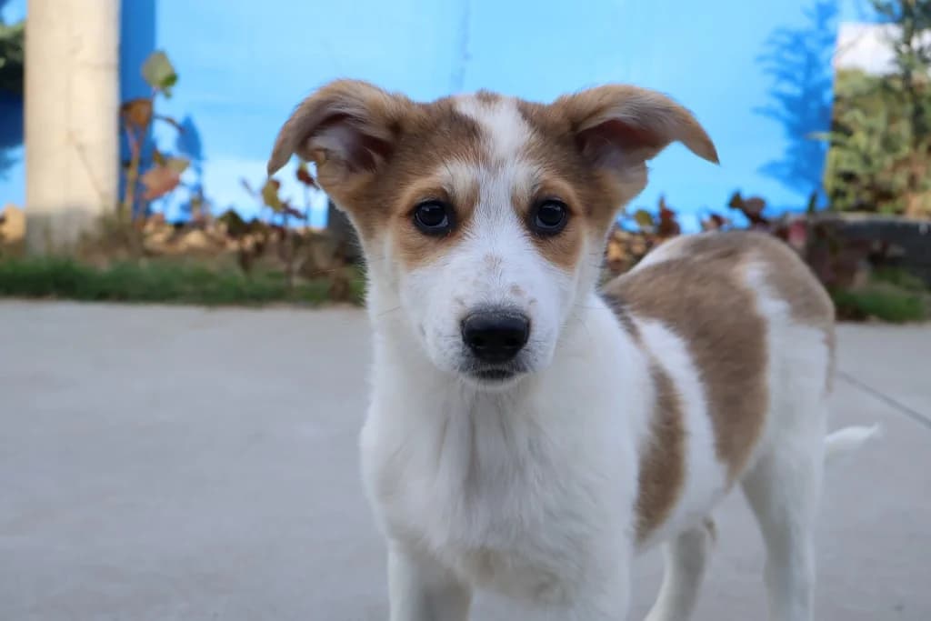 Maja, weiß female puppy Mixed Breed for adoption at Ein Herz für Streuner e.V., München