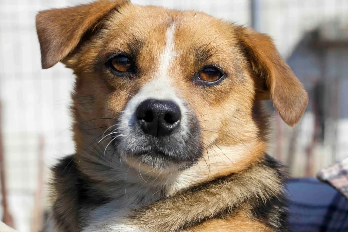 Majka, weiß female young Mixed Breed for adoption at Ein Herz für Streuner e.V., München