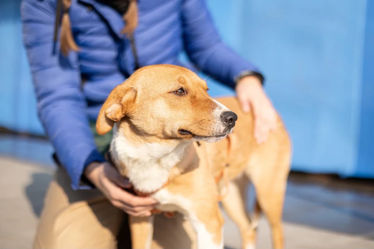 Majoli, weiß female puppy Mixed Breed for adoption at Ein Herz für Streuner e.V., München