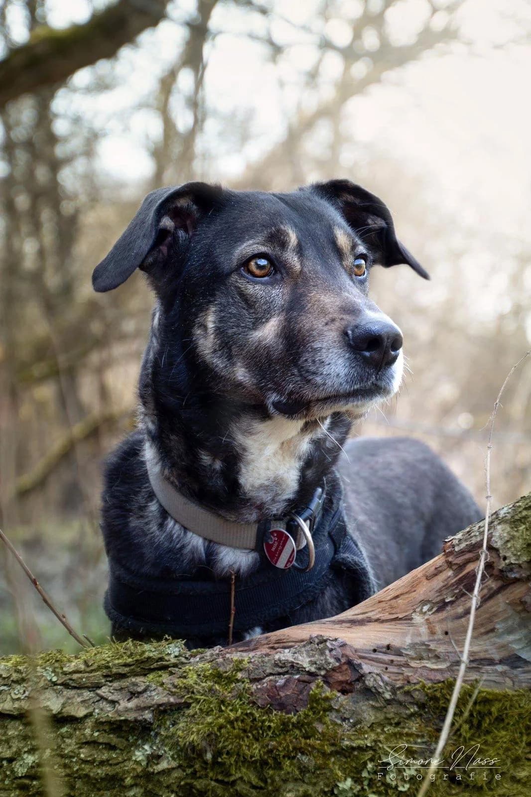 Majou, male 5yo Mixed Breed for adoption at Ein Herz für Streuner e.V., München