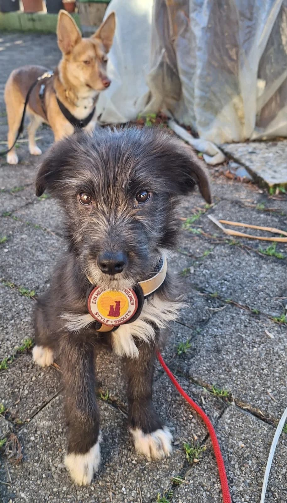 Majrie, male puppy Mixed Breed for adoption at Ein Herz für Streuner e.V., München