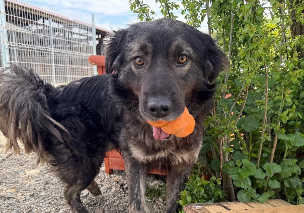 Makaio, male 5yo Mixed Breed for adoption at Ein Herz für Streuner e.V., München