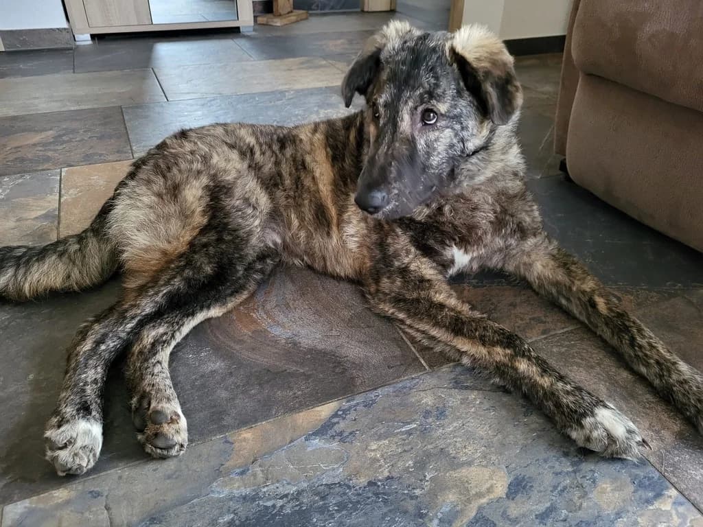 Makaio, male puppy Mixed Breed for adoption at Ein Herz für Streuner e.V., München