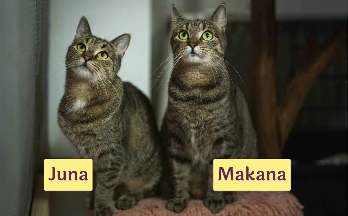 Makana&Juna, female 5yo Mixed Breed for adoption at Ein Herz für Streuner e.V., München
