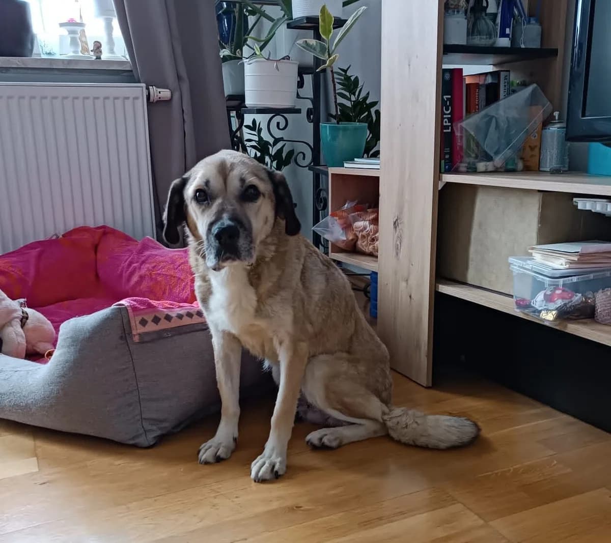 Makani, female senior Mixed Breed for adoption at Ein Herz für Streuner e.V., München
