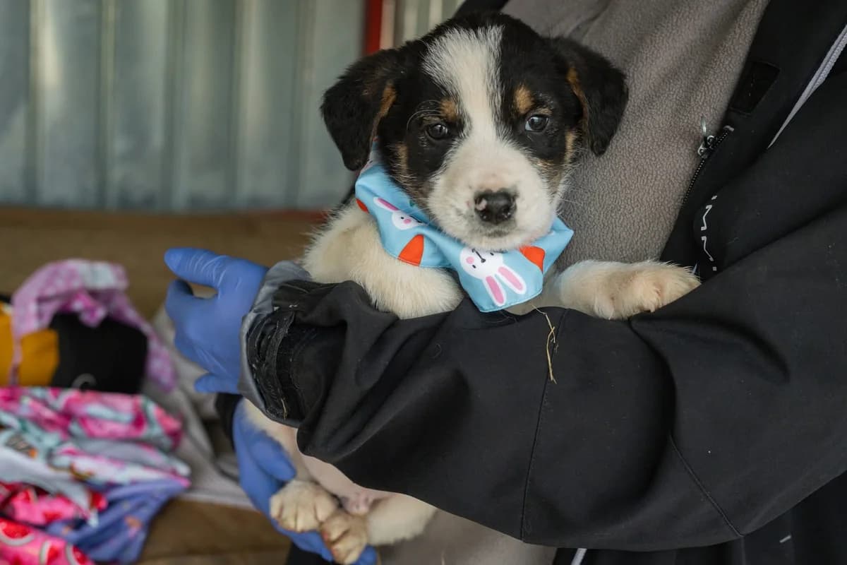 Makani, weiß male puppy Mixed Breed for adoption at Ein Herz für Streuner e.V., München