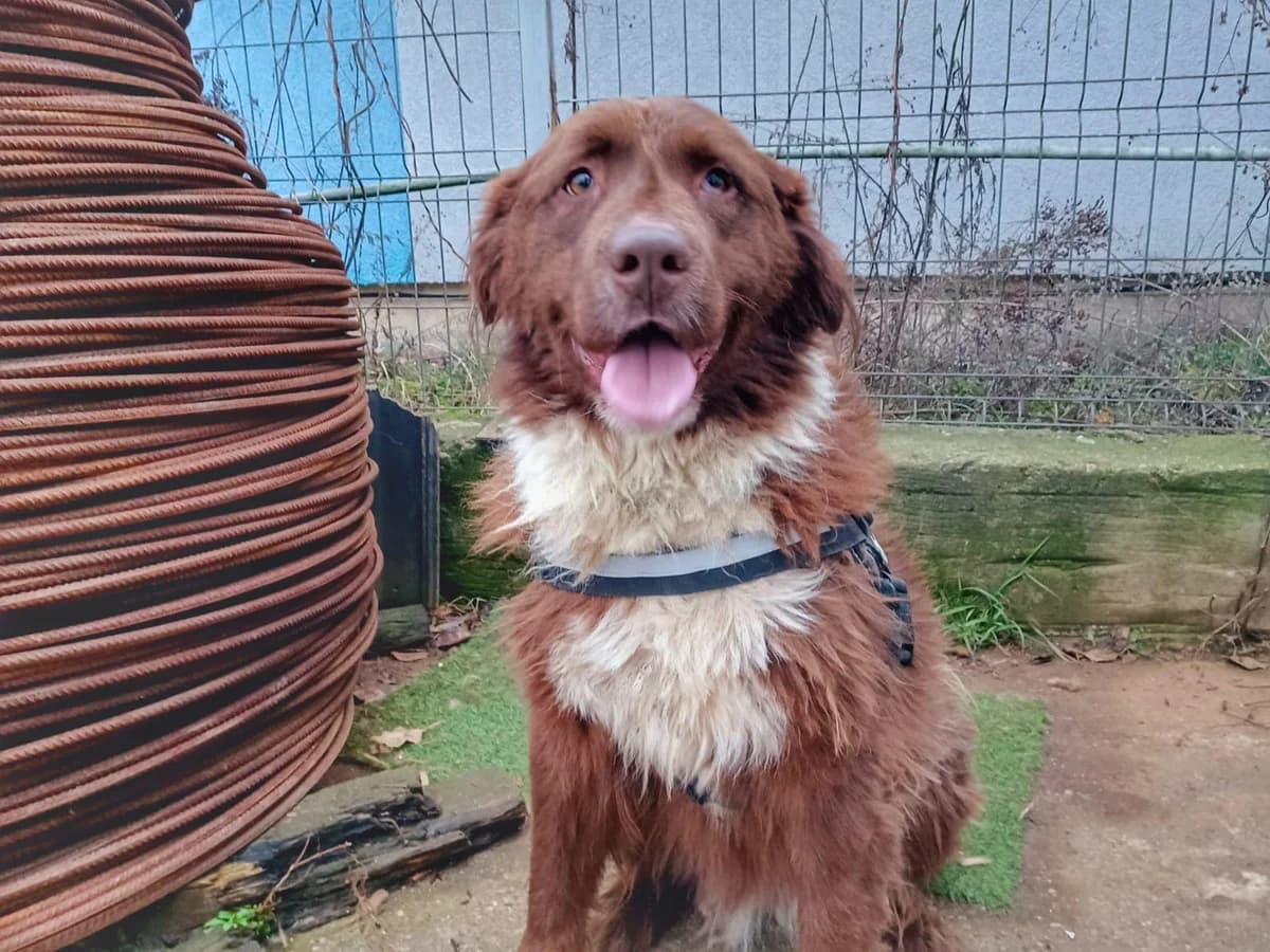 Maki, female 3yo Mixed Breed for adoption at Ein Herz für Streuner e.V., München